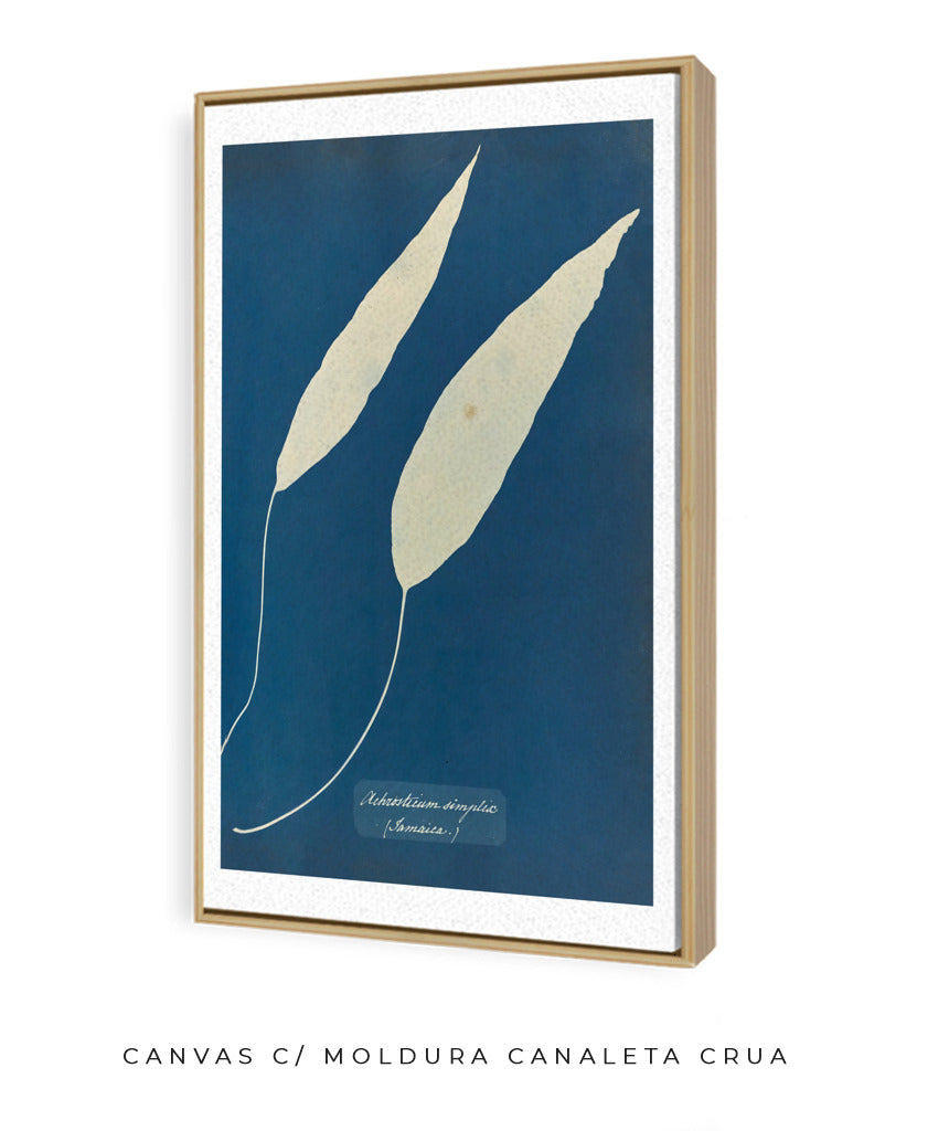 Anna Atkins V