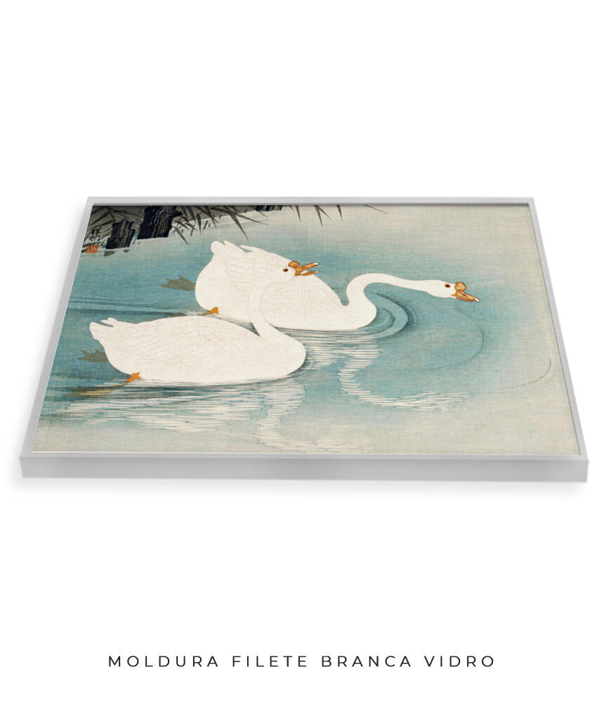 Os Cisnes