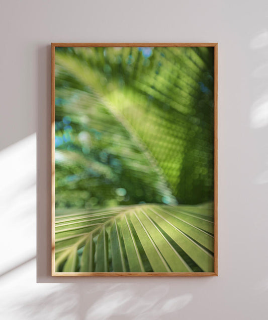 Folhas de Coqueiro II