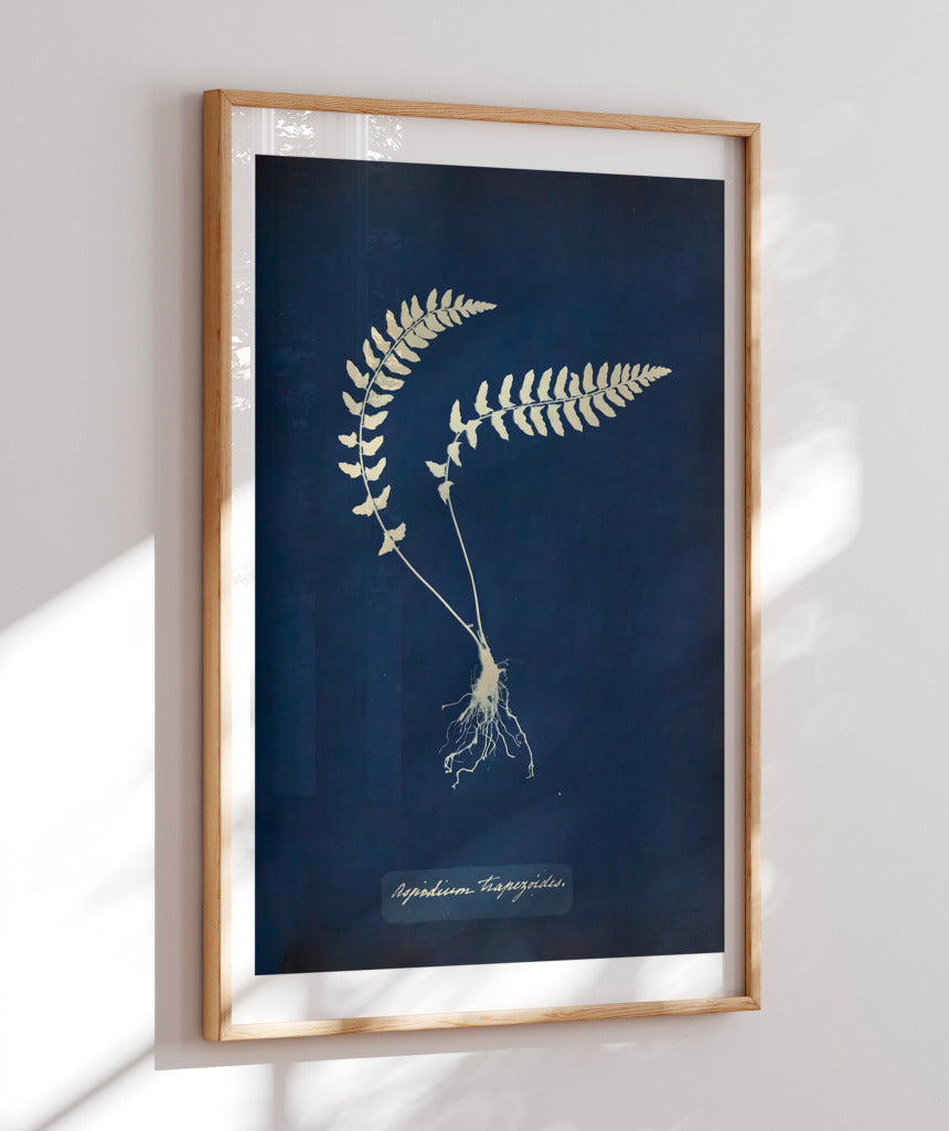 Anna Atkins VIII