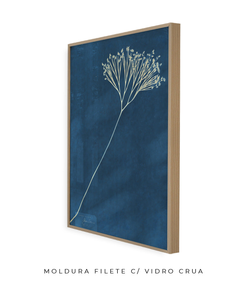 Anna Atkins VII