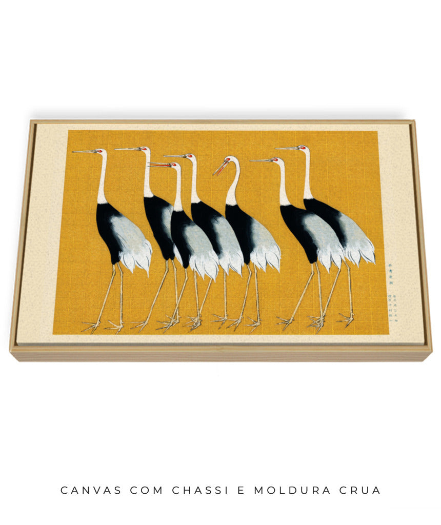 Aves II
