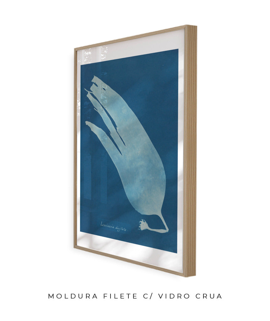 Anna Atkins I