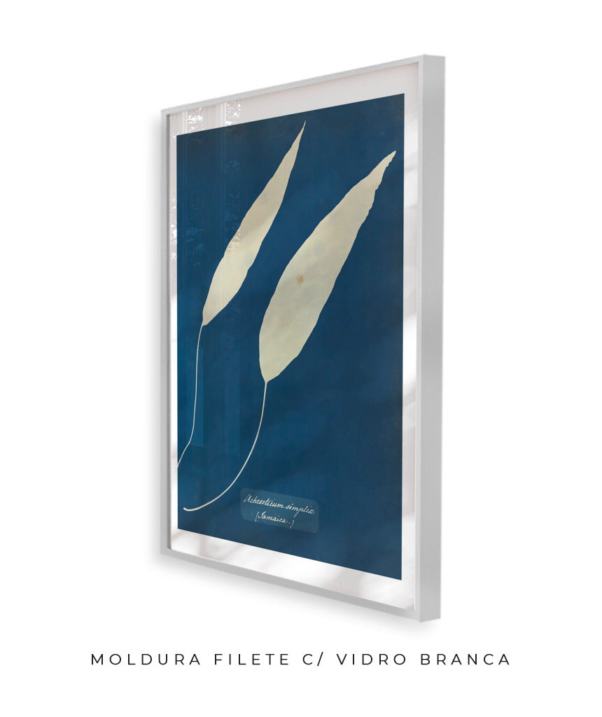 Anna Atkins V