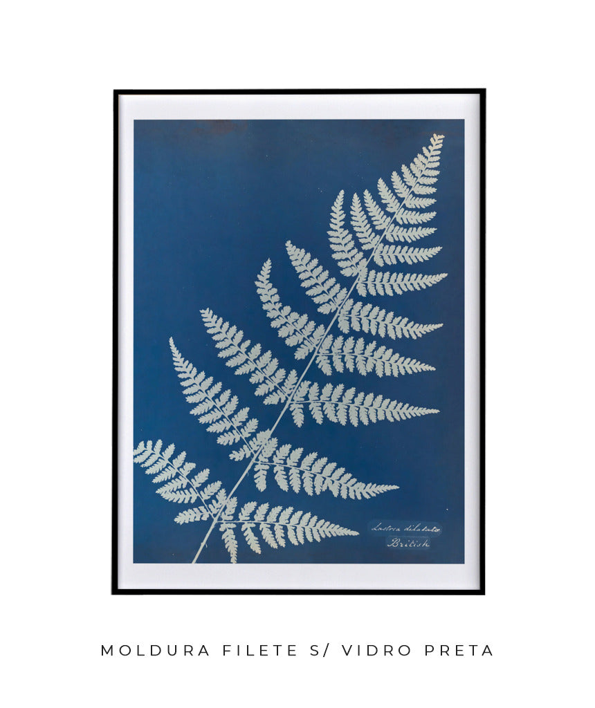 Anna Atkins IV
