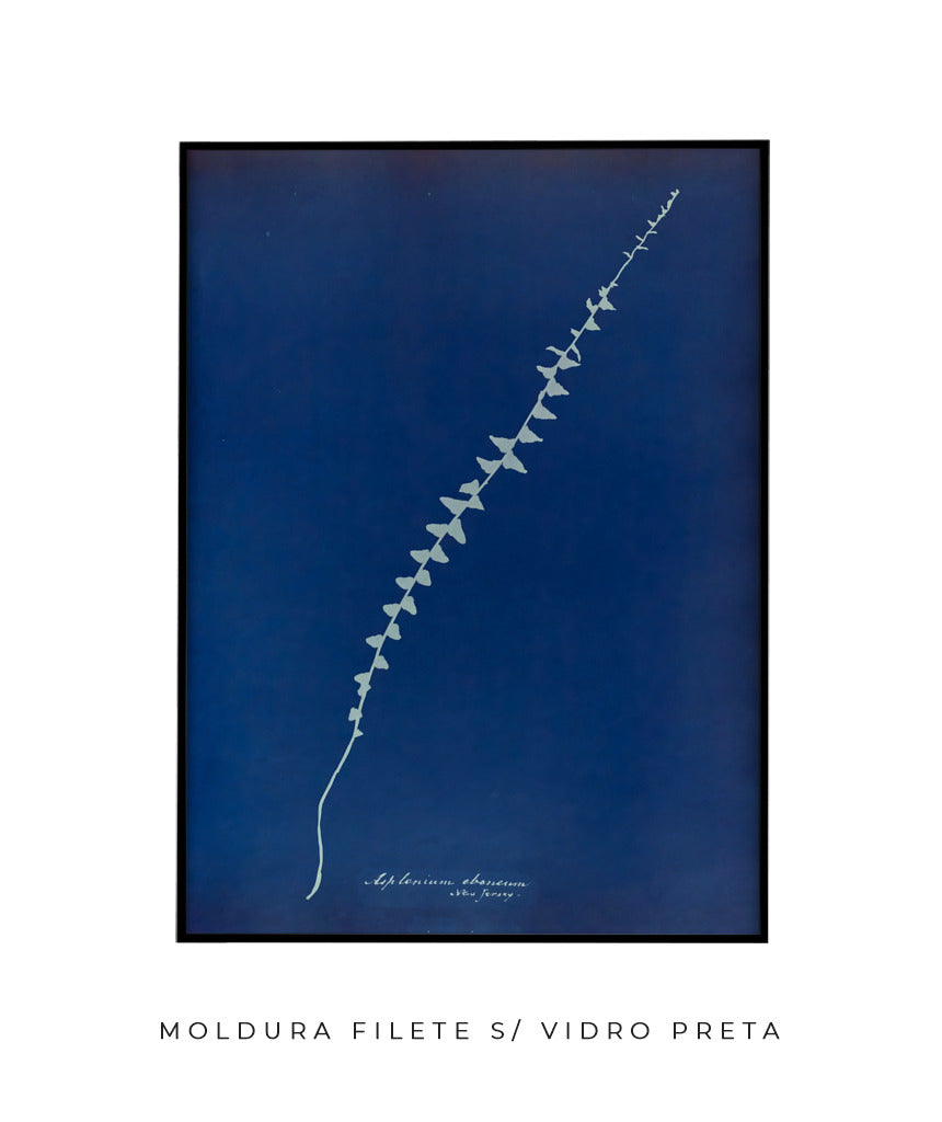 Anna Atkins VI