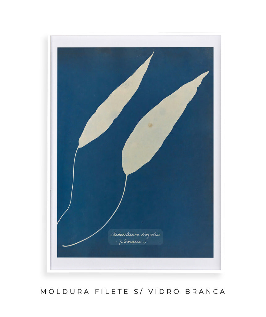 Anna Atkins V