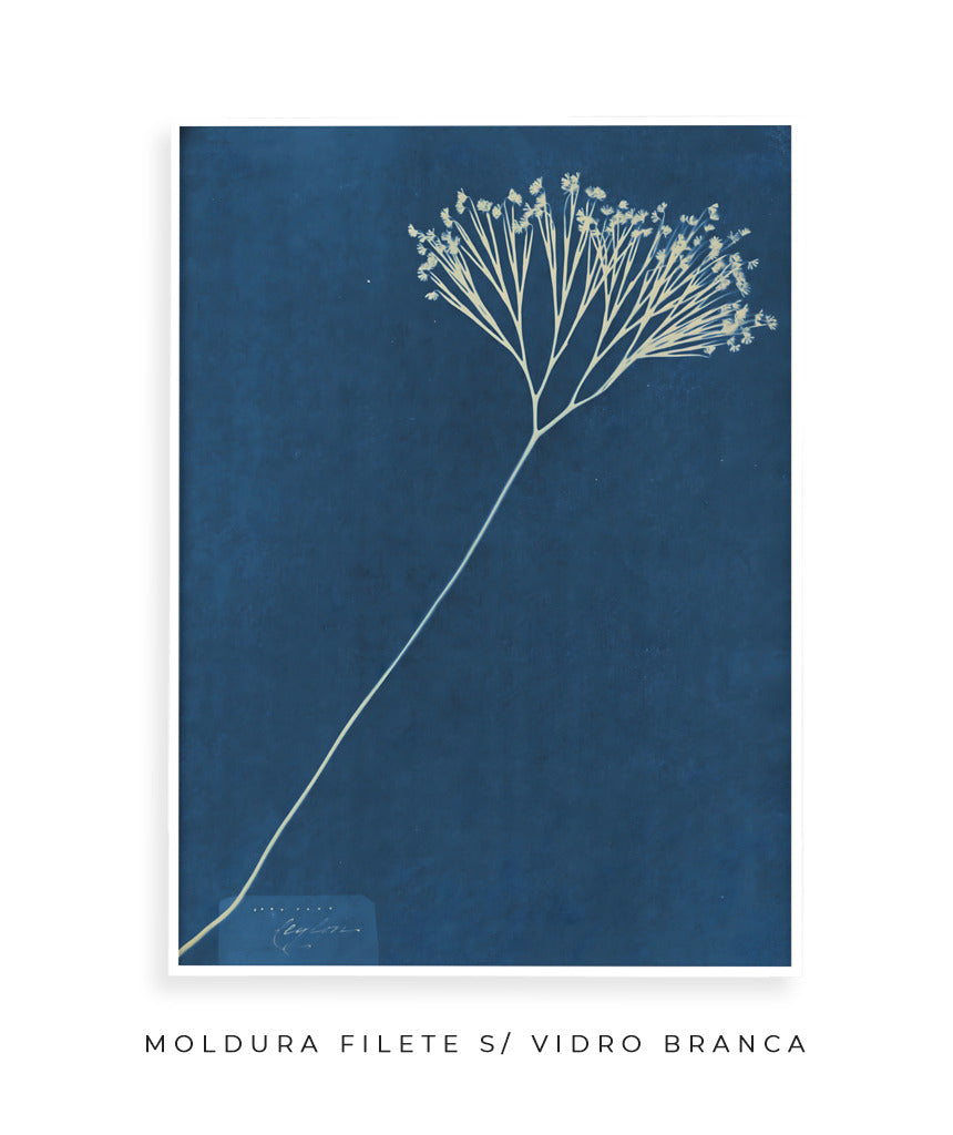 Anna Atkins VII