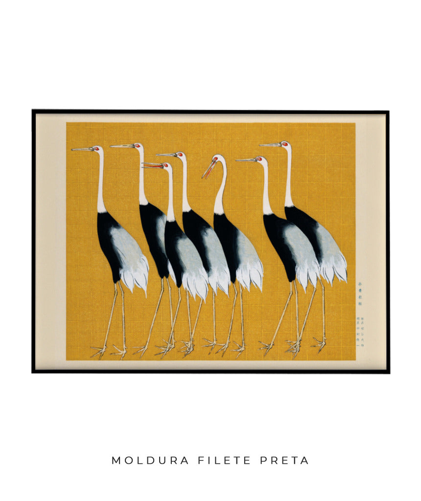 Aves II