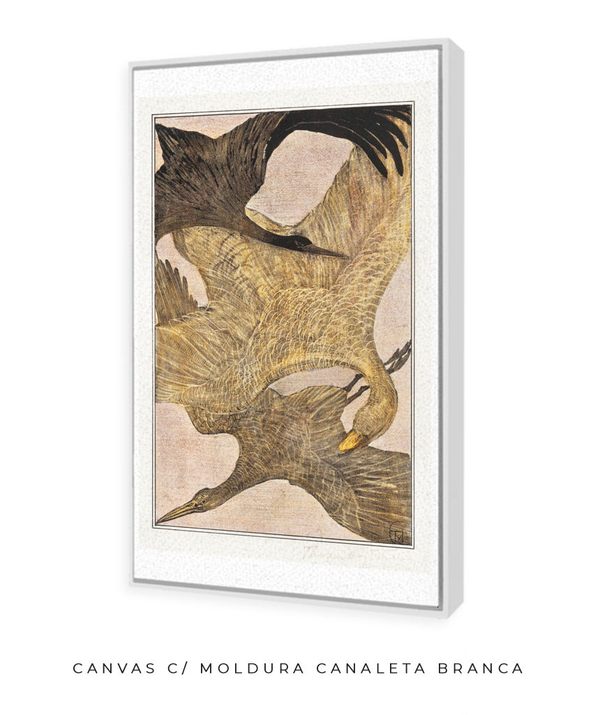 Aves