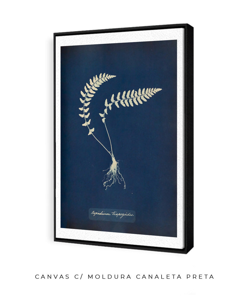 Anna Atkins VIII