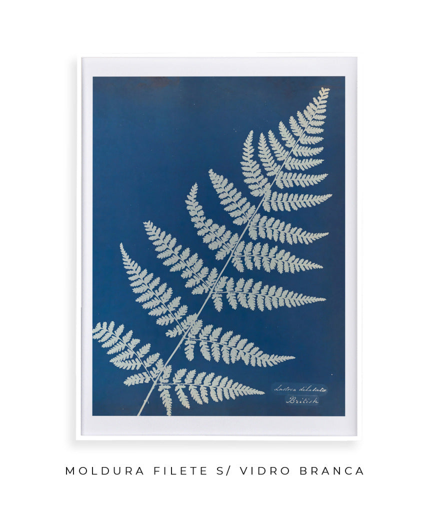 Anna Atkins IV