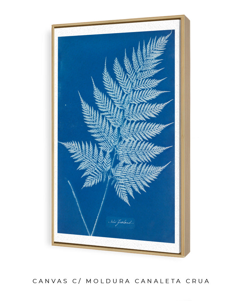 Anna Atkins II