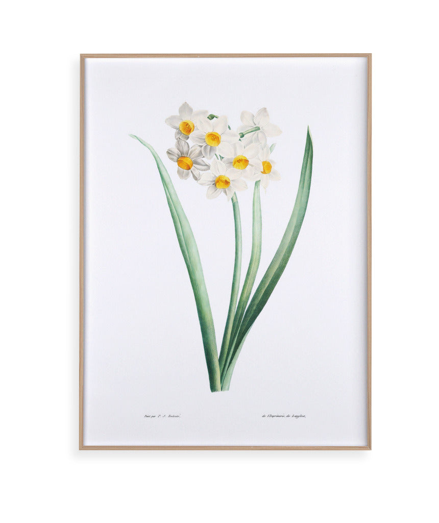 Narcisos