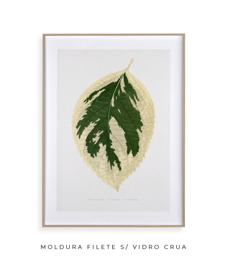 Folhas V