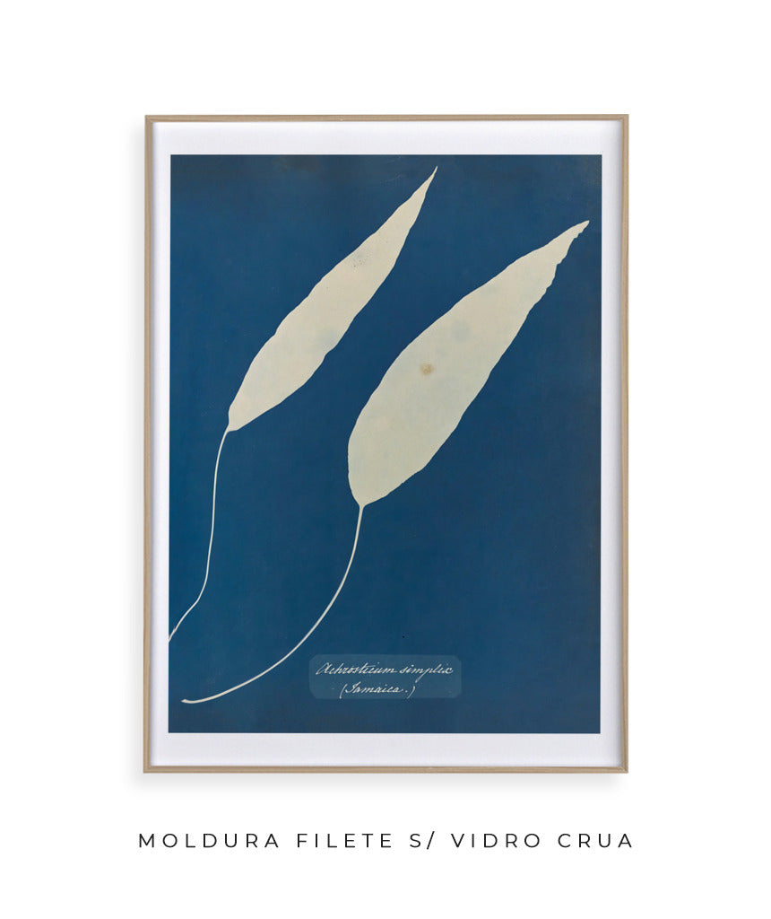 Anna Atkins V