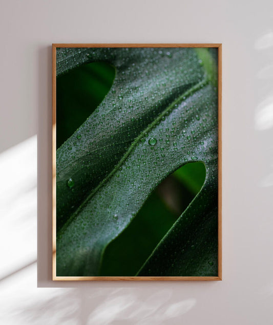 Costela de Adão em Macro