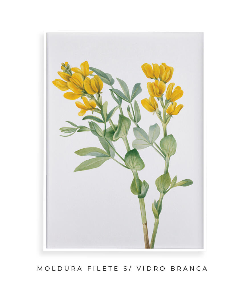 Flores Amarelas