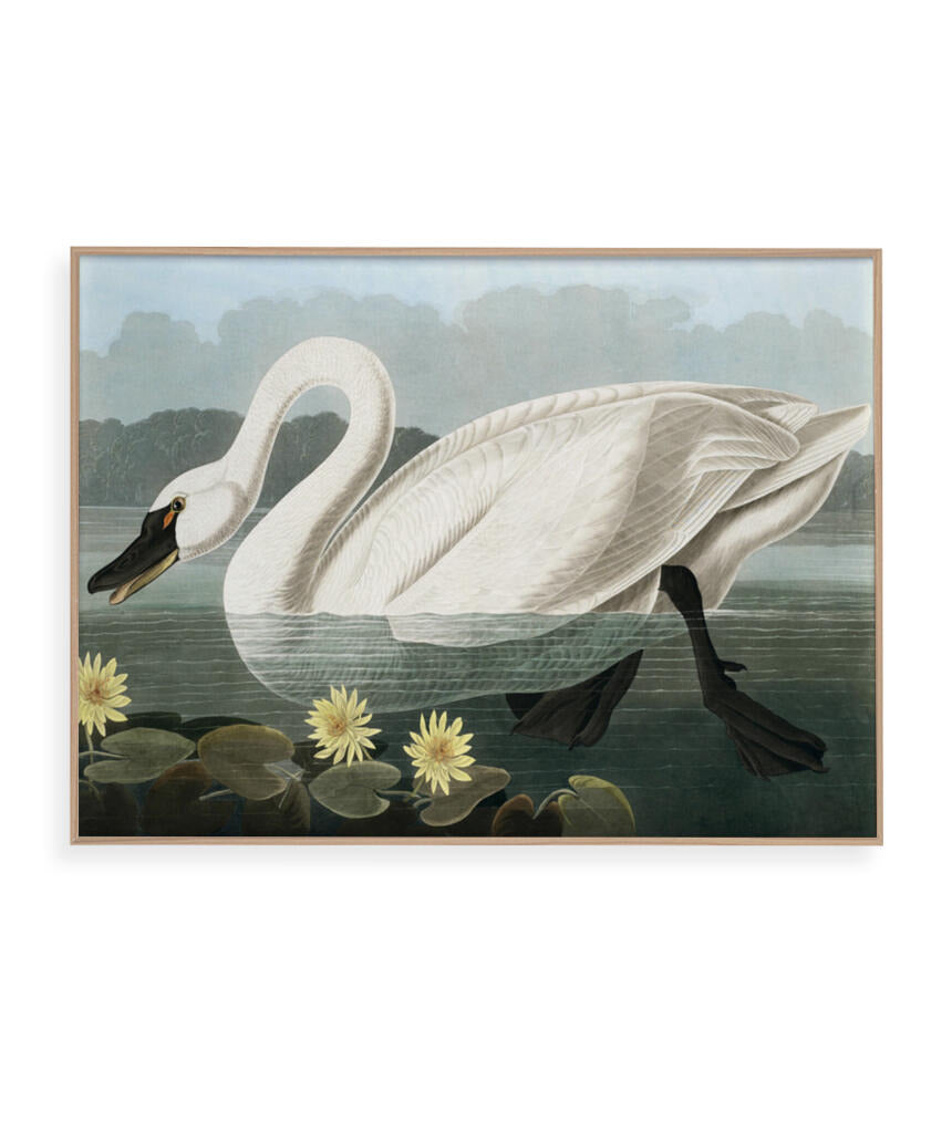 Cisne Branco