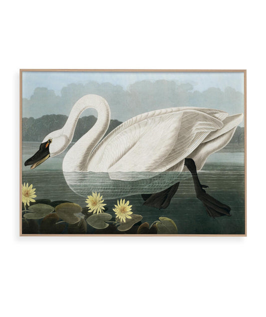 Cisne Branco