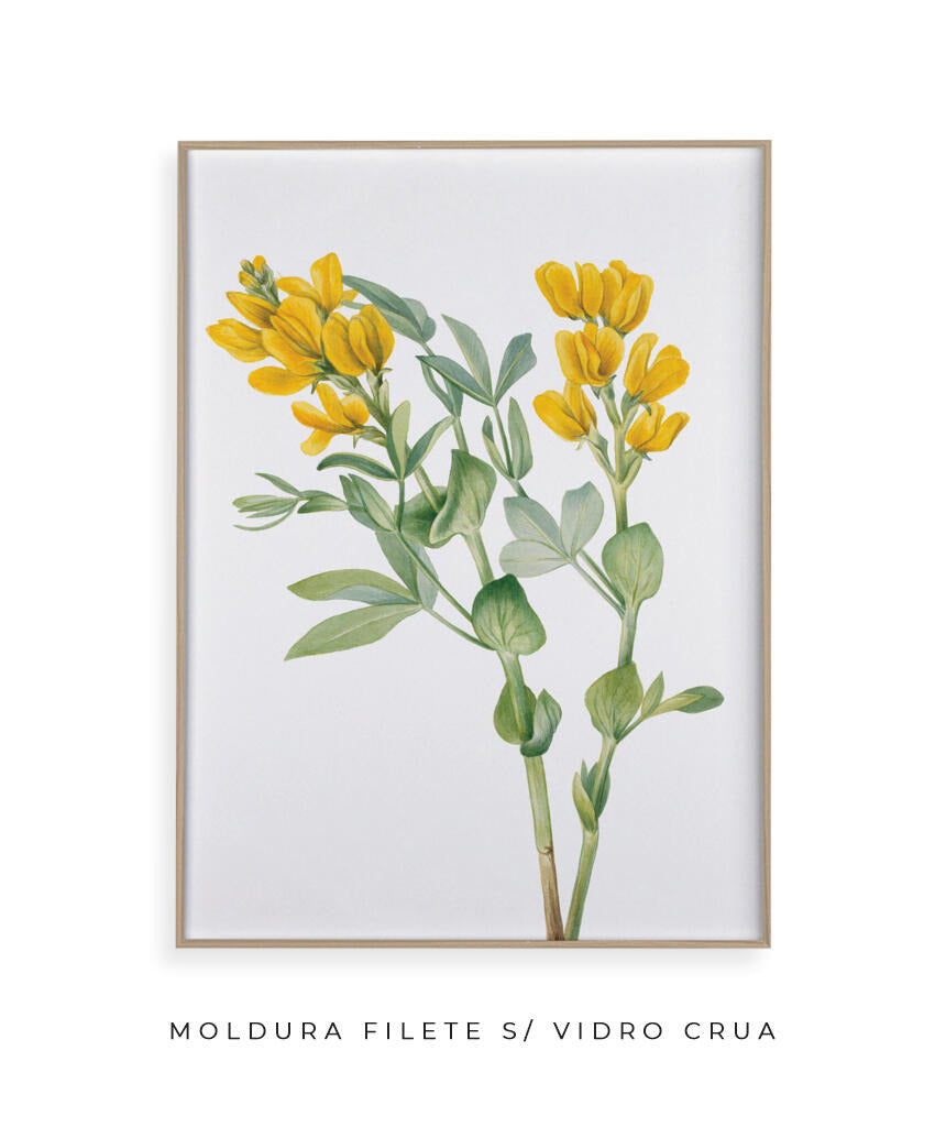 Flores Amarelas