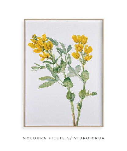 Flores Amarelas