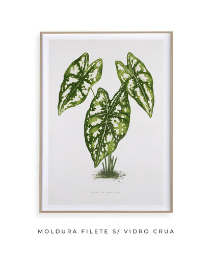 Folhas I