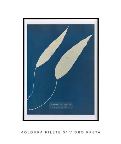 Anna Atkins V