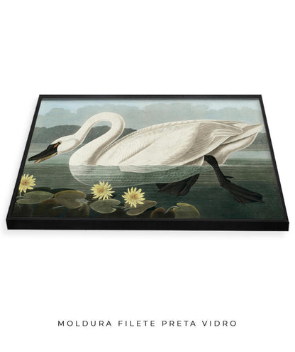 Cisne Branco