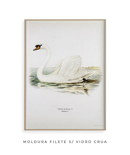 Cisne Branco II