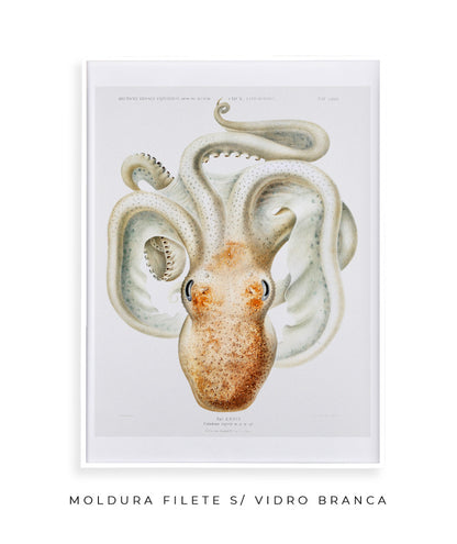 Polvo branco