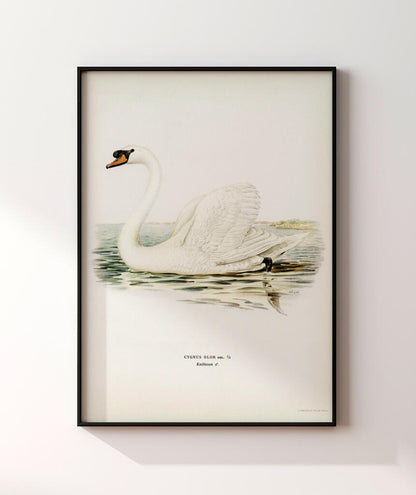 Cisne Branco II
