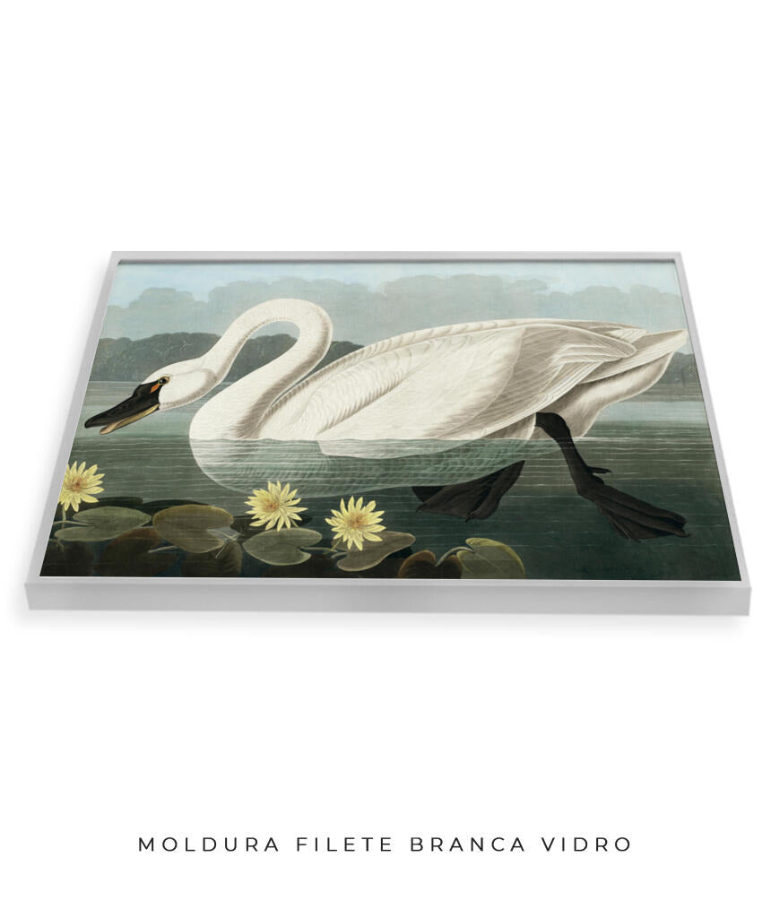Cisne Branco