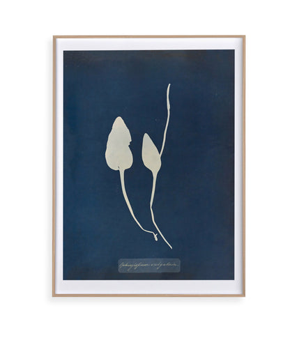 Anna Atkins III
