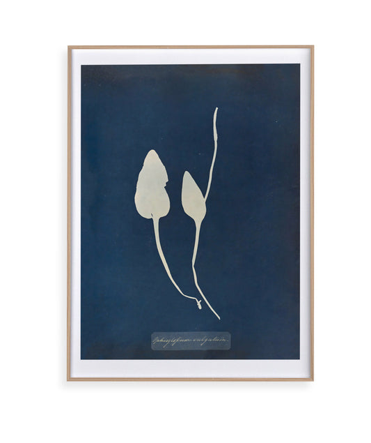 Anna Atkins III