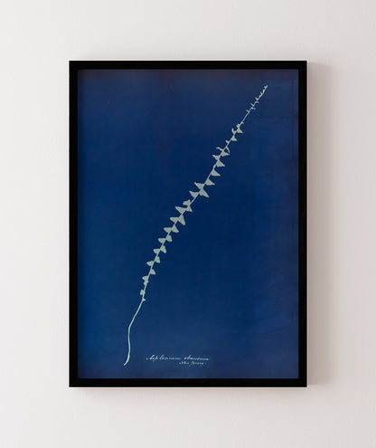 Anna Atkins VI