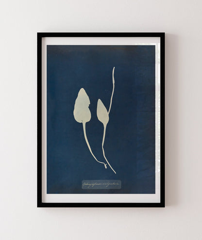 Anna Atkins III