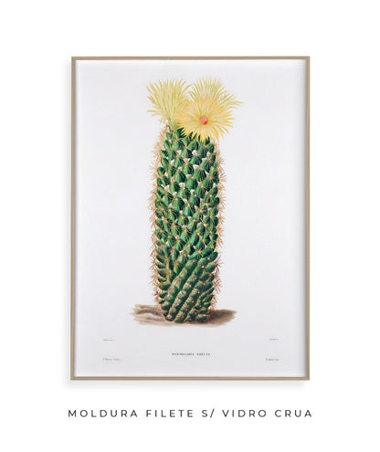Mammillaria Erecta