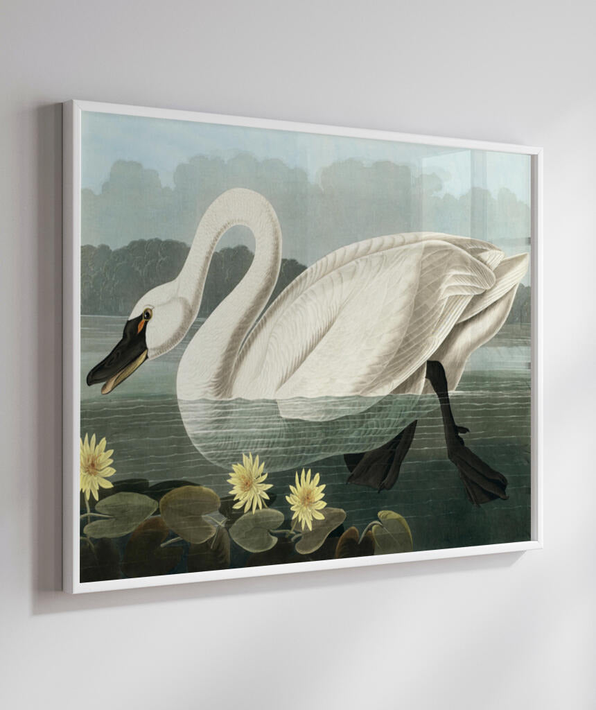 Cisne Branco