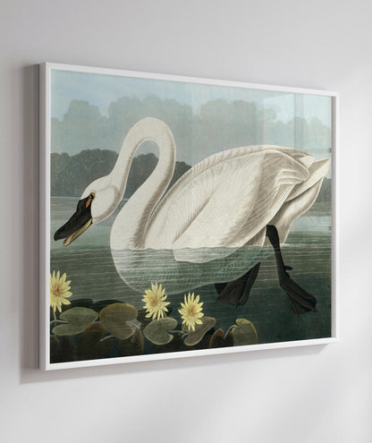 Cisne Branco