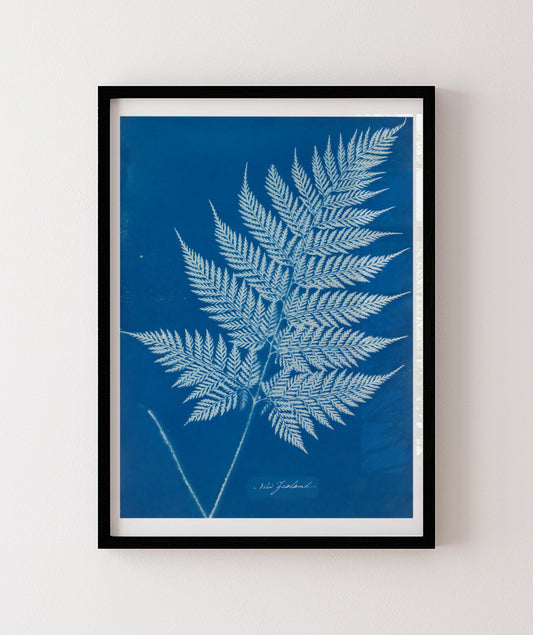 Anna Atkins II