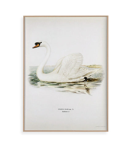 Cisne Branco II