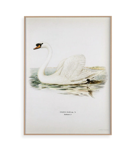 Cisne Branco II