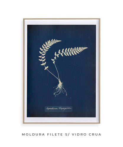 Anna Atkins VIII