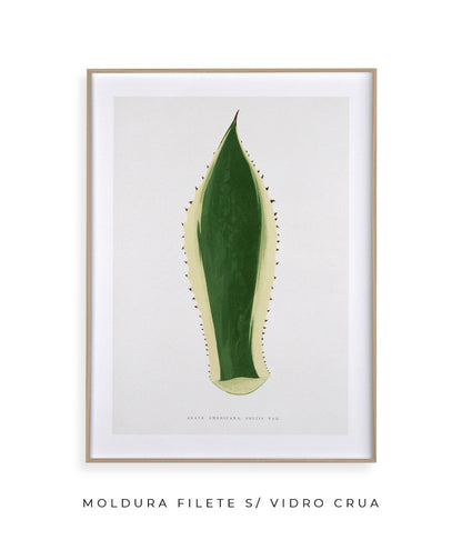 Folhas VII