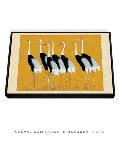 Aves II