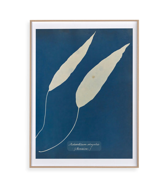 Anna Atkins V