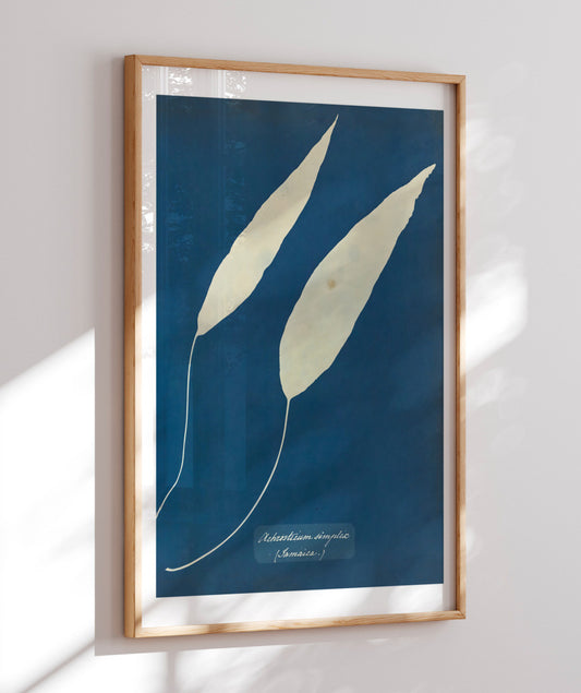Anna Atkins V