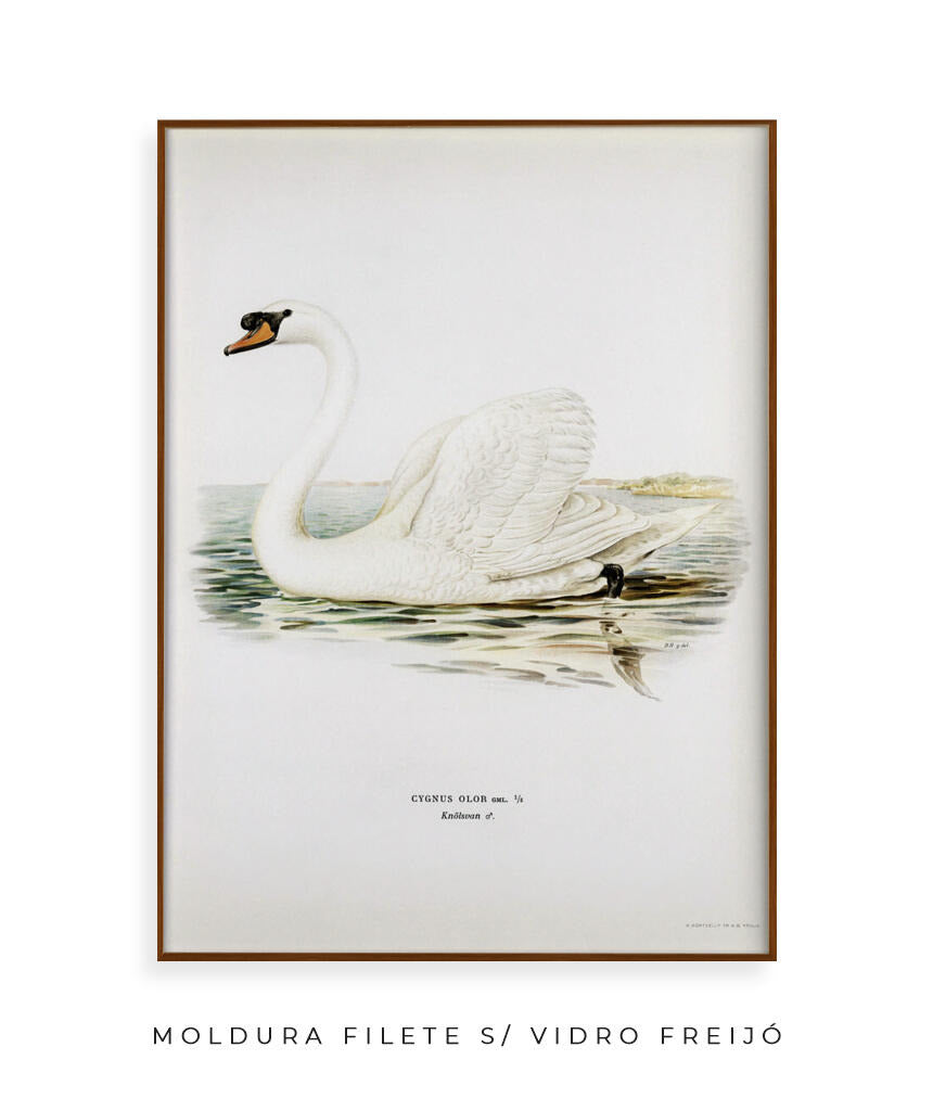 Cisne Branco II