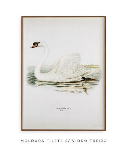 Cisne Branco II